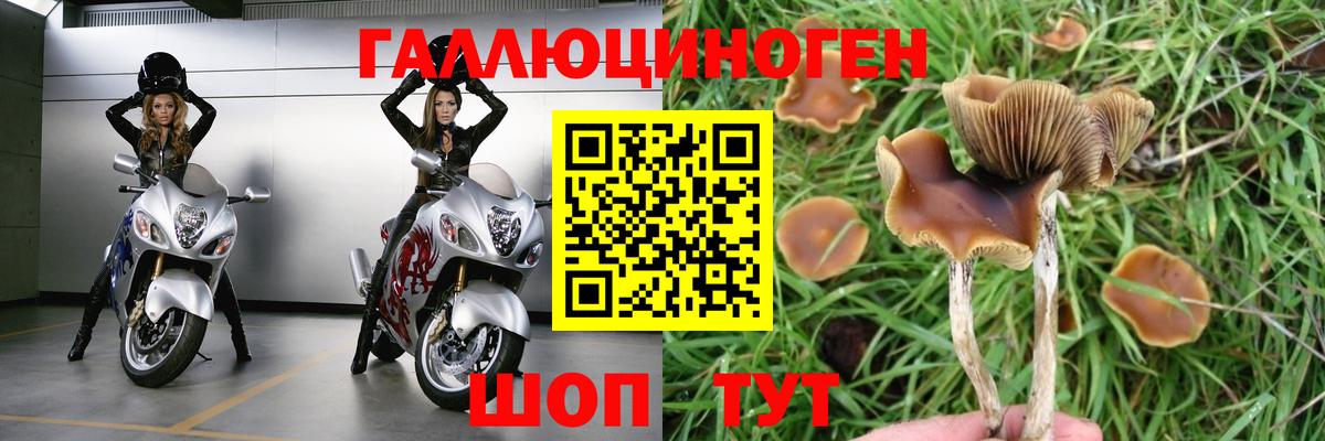 Галлюциногенные грибы мицелий Курган